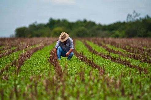 Agronegócio cresce 33,7 %