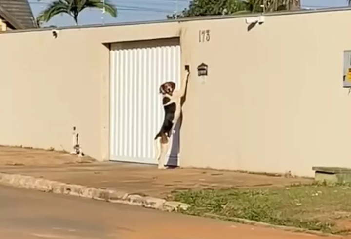 Cão toca campainha para entrar em casa e surpreende donos