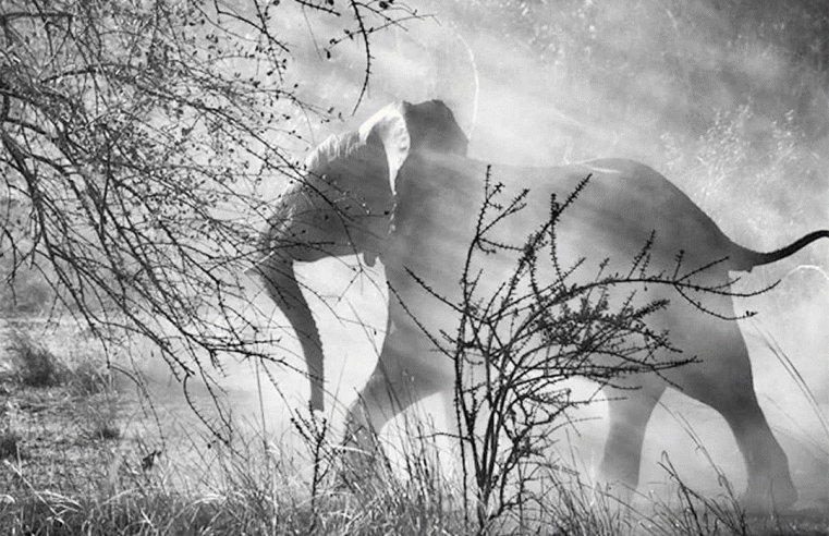 Gênesis de Sebastião Salgado – Opinião de um Fotógrafo