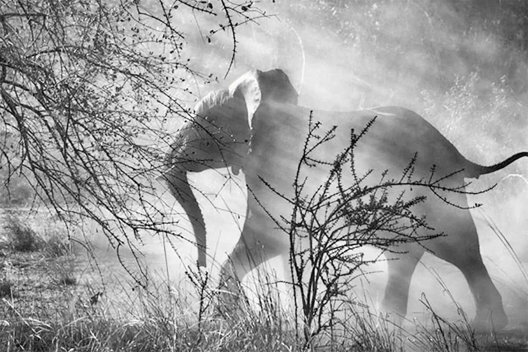 Gênesis de Sebastião Salgado – Opinião de um Fotógrafo