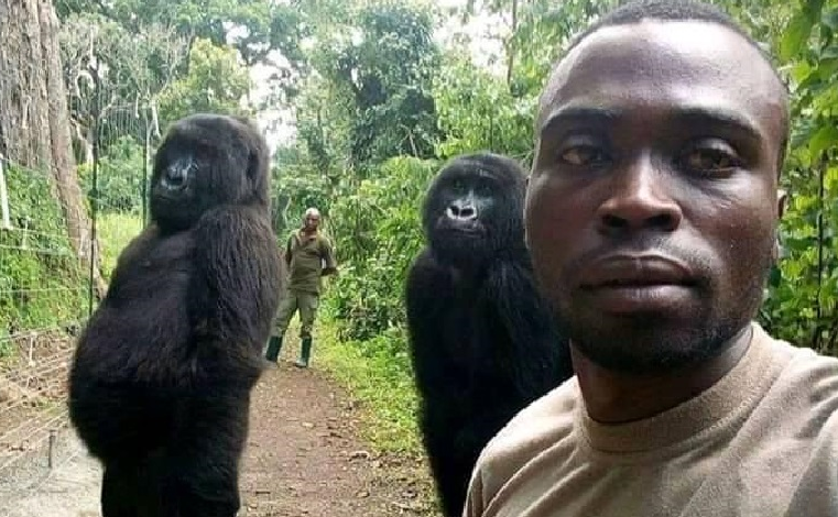 BBC: Relação com gorilas no Congo