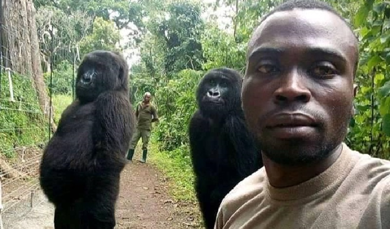 BBC: Relação com gorilas no Congo