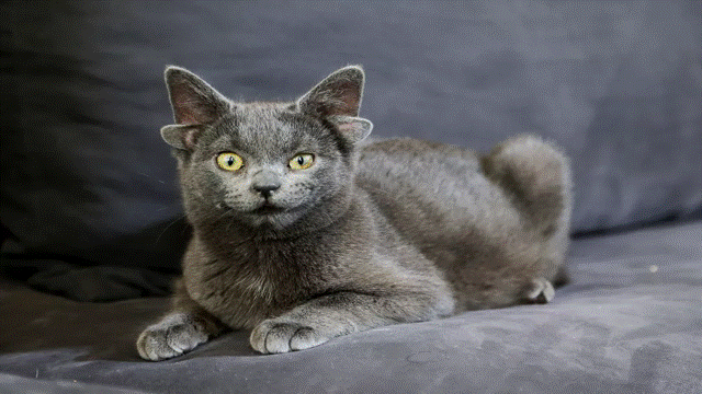 Midas é uma gatinha turca que nasceu com quatro orelhas.